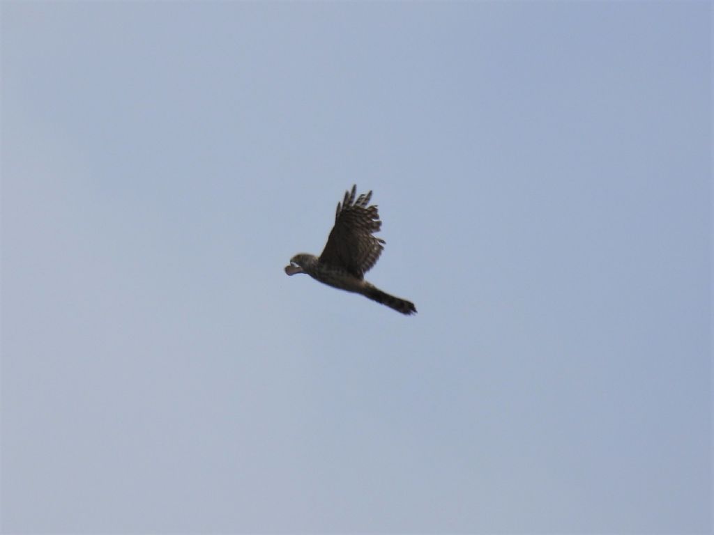 Quale accipiter?  Accipiter gentilis (Astore), giovane